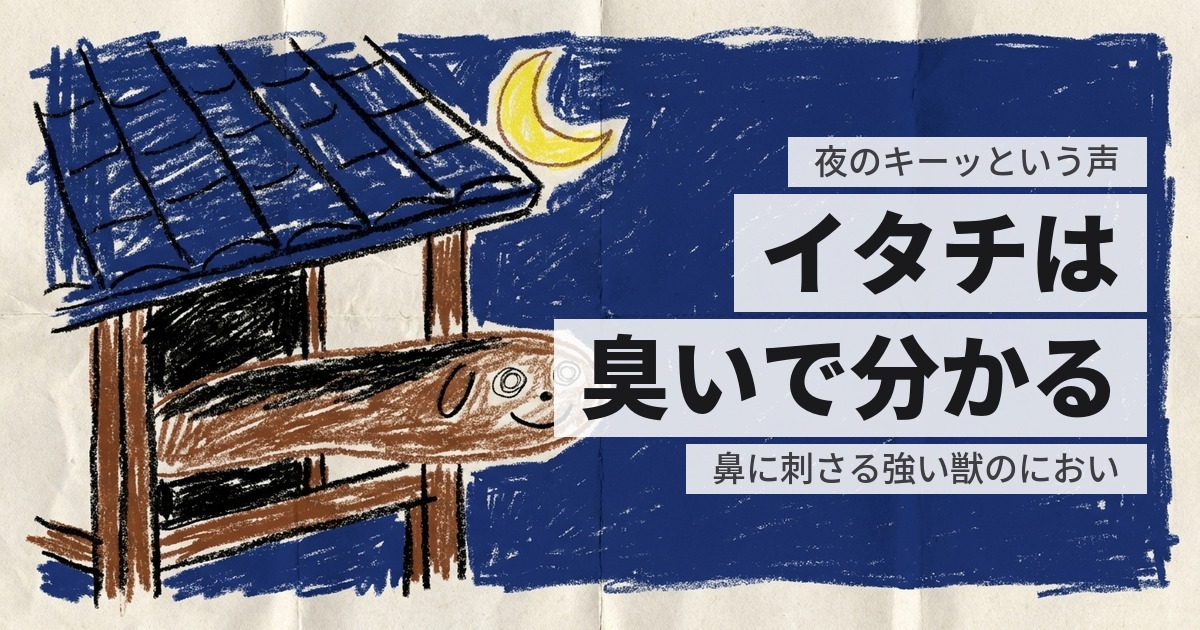イタチの鳴き声が夜に聞こえる｜キーッという声と、あの臭い