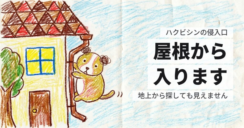 ハクビシンの侵入経路｜屋根から入るので、地上から探しても見つかりません