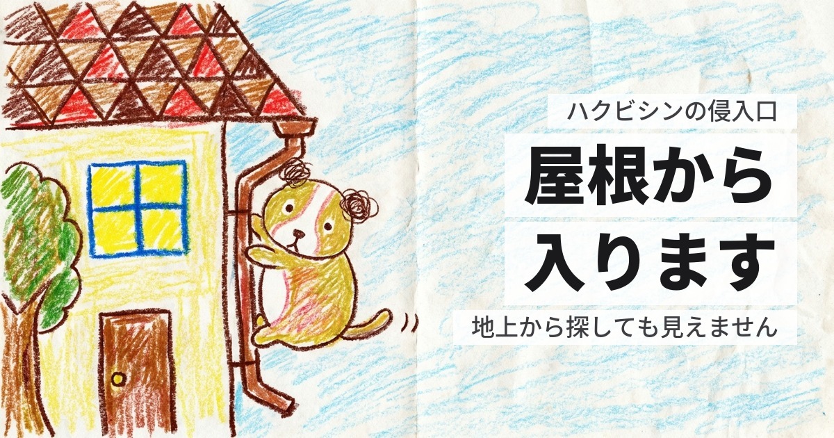 ハクビシンの侵入経路｜屋根から入るので、地上から探しても見つかりません