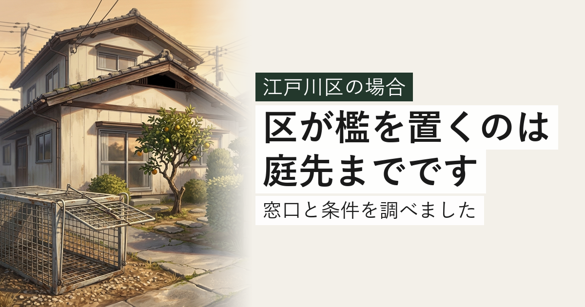 江戸川区のハクビシン・アライグマ対応